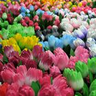 Tulpen(farb-test)Bild