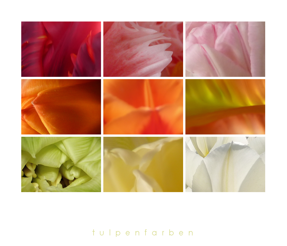 . tulpenfarben .