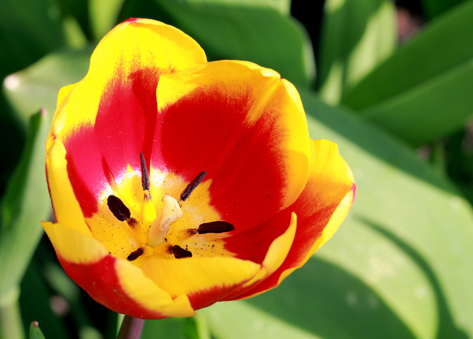 Tulpenfarben im Nachmittagslicht...