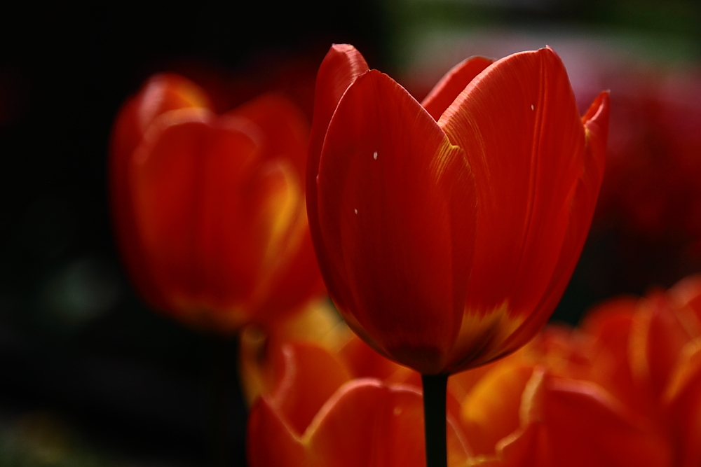 Tulpenfaszination in Gönningen.....!