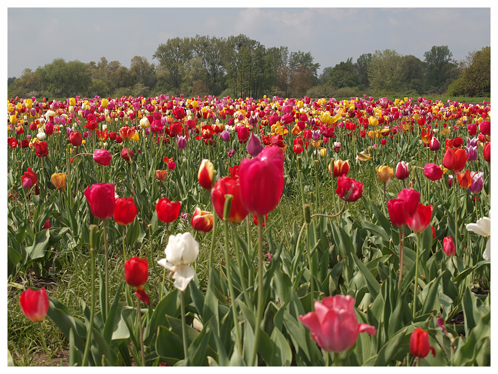 Tulpenfeld