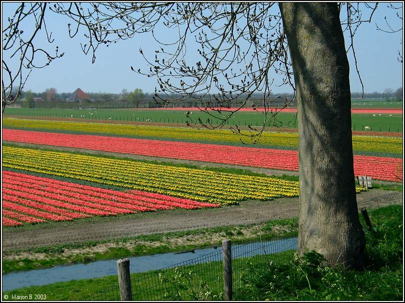 Tulpenfeld