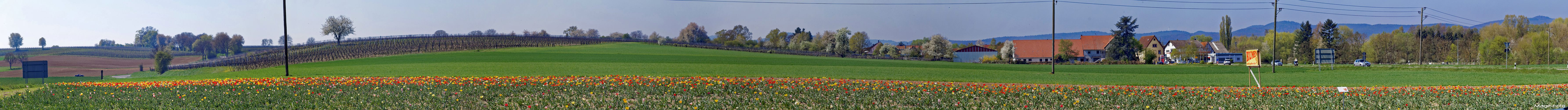 Tulpenfeld