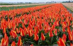 Tulpenfeld...