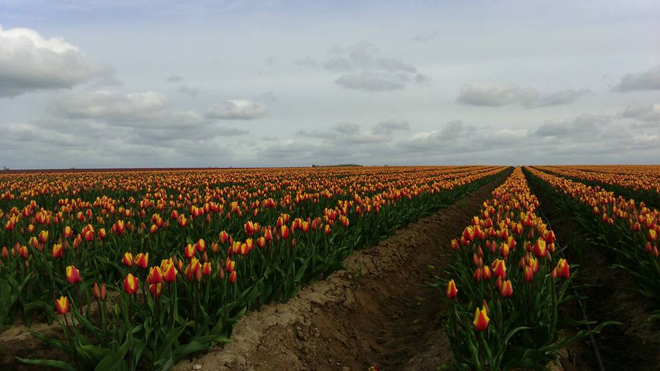 Tulpenfeld