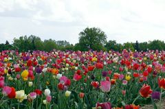 Tulpenfeld am Westufer des Ammersees