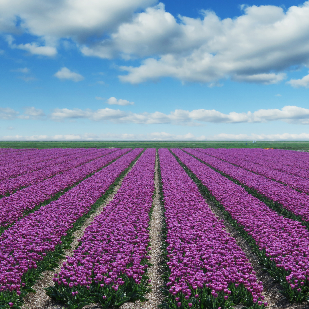 Tulpenfeld auf Texel