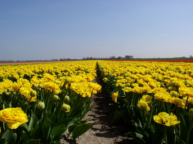 Tulpenfeld bei de Kaag