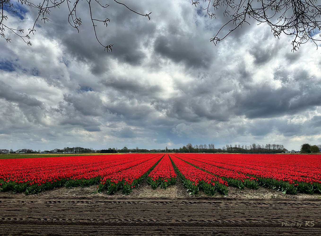 - Tulpenfeld bei Noordwijk -