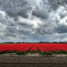 - Tulpenfeld bei Noordwijk -