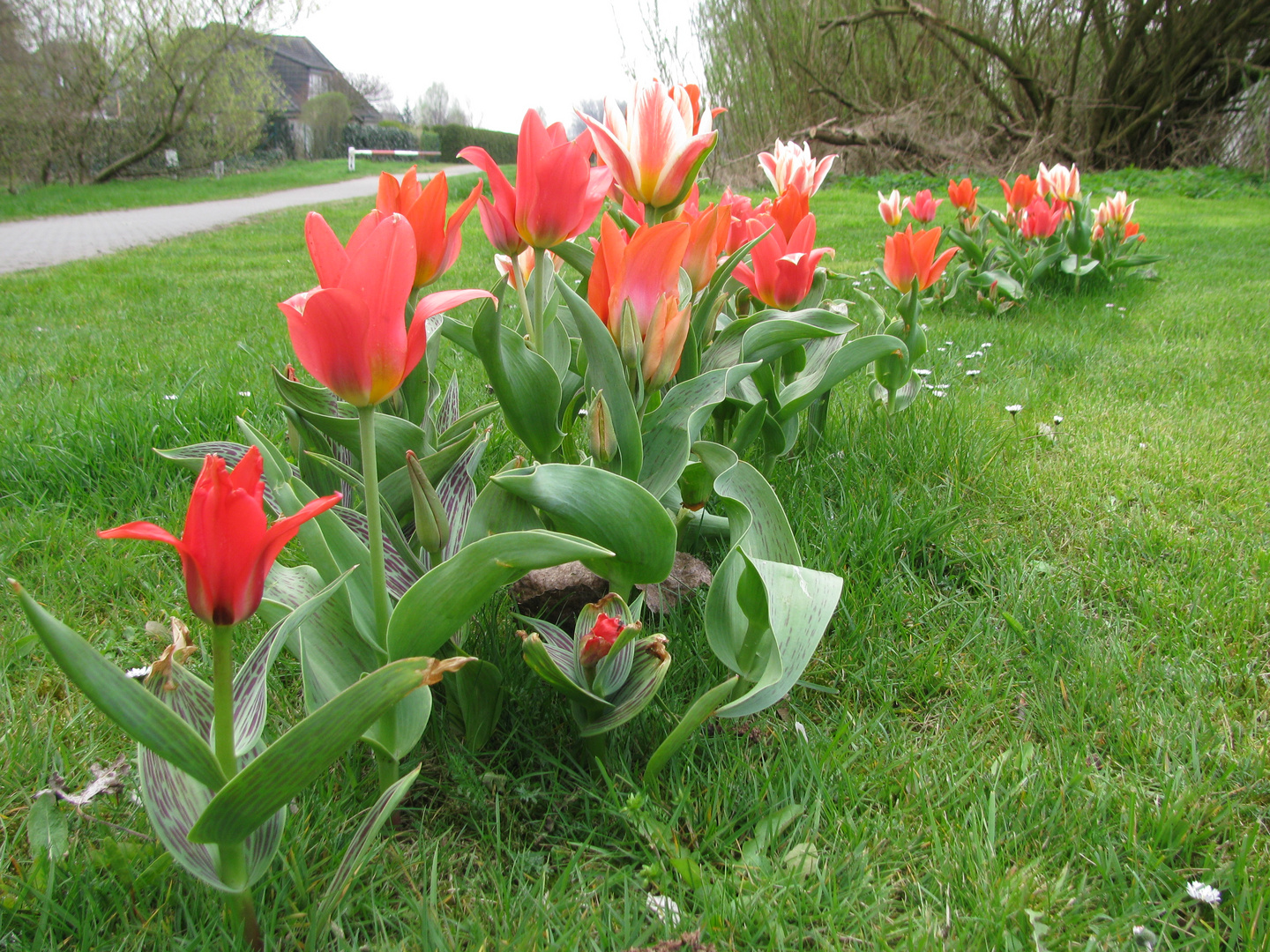 Tulpenfeld