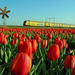 Tulpenfeld