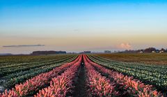 Tulpenfeld im Frost