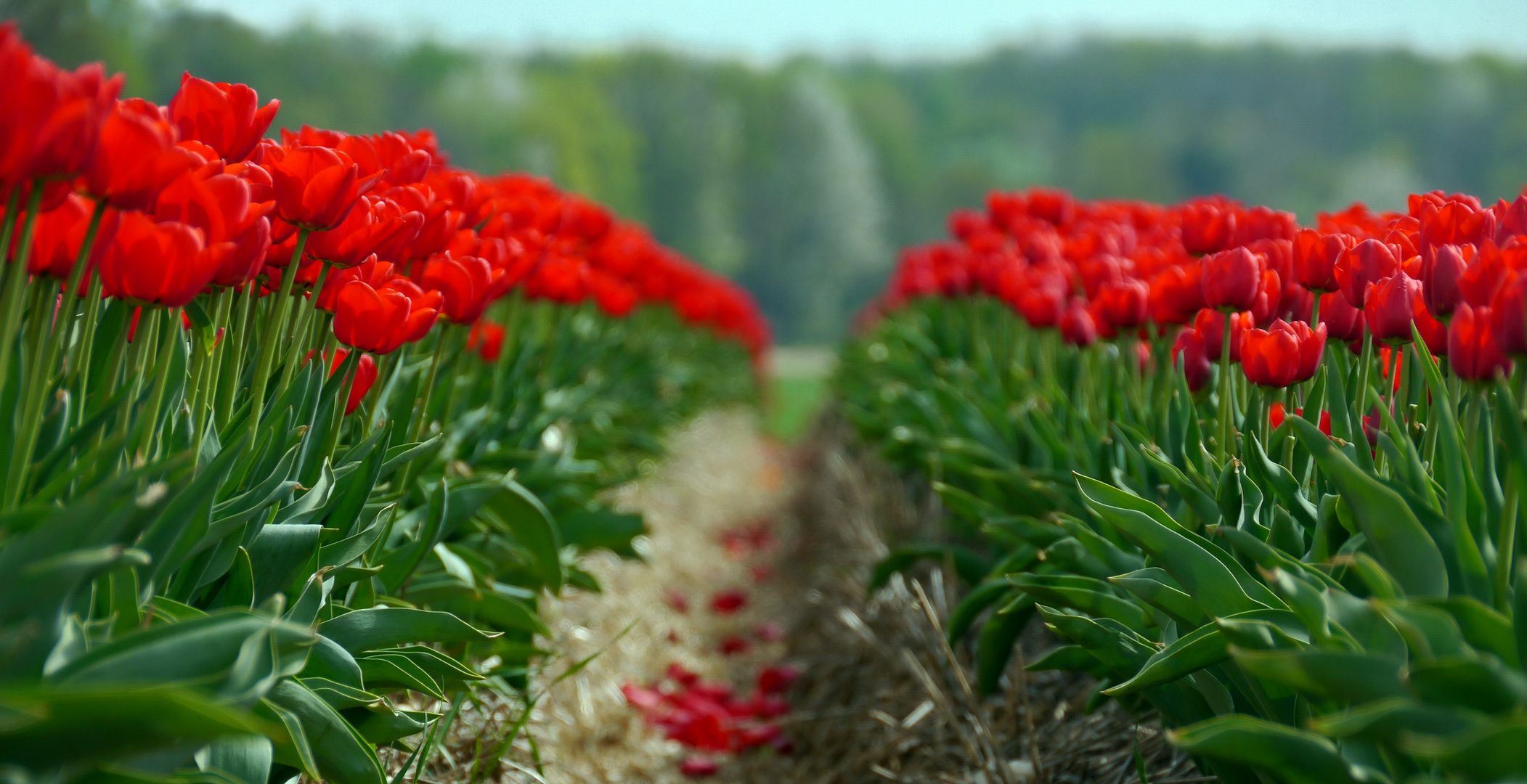 Tulpenfeld im Kreis Neuss