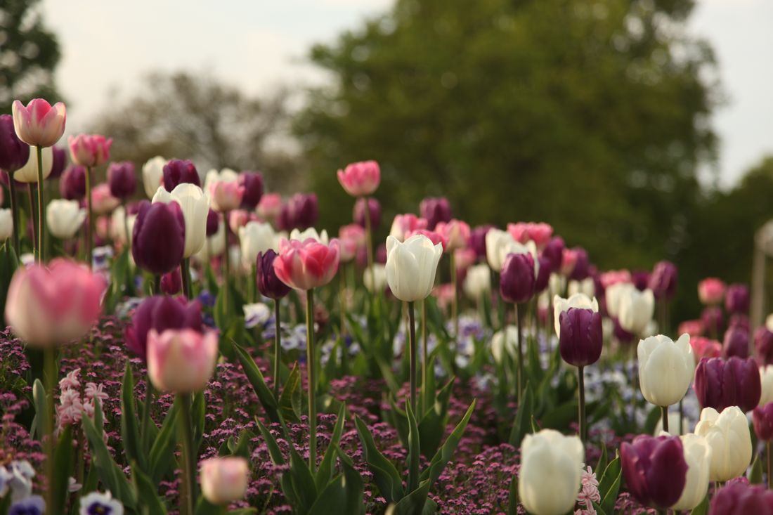 Tulpenfeld im Luisenpark