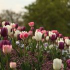 Tulpenfeld im Luisenpark