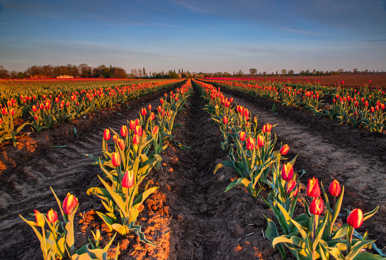  Tulpenfeld im Morgenlicht