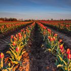  Tulpenfeld im Morgenlicht