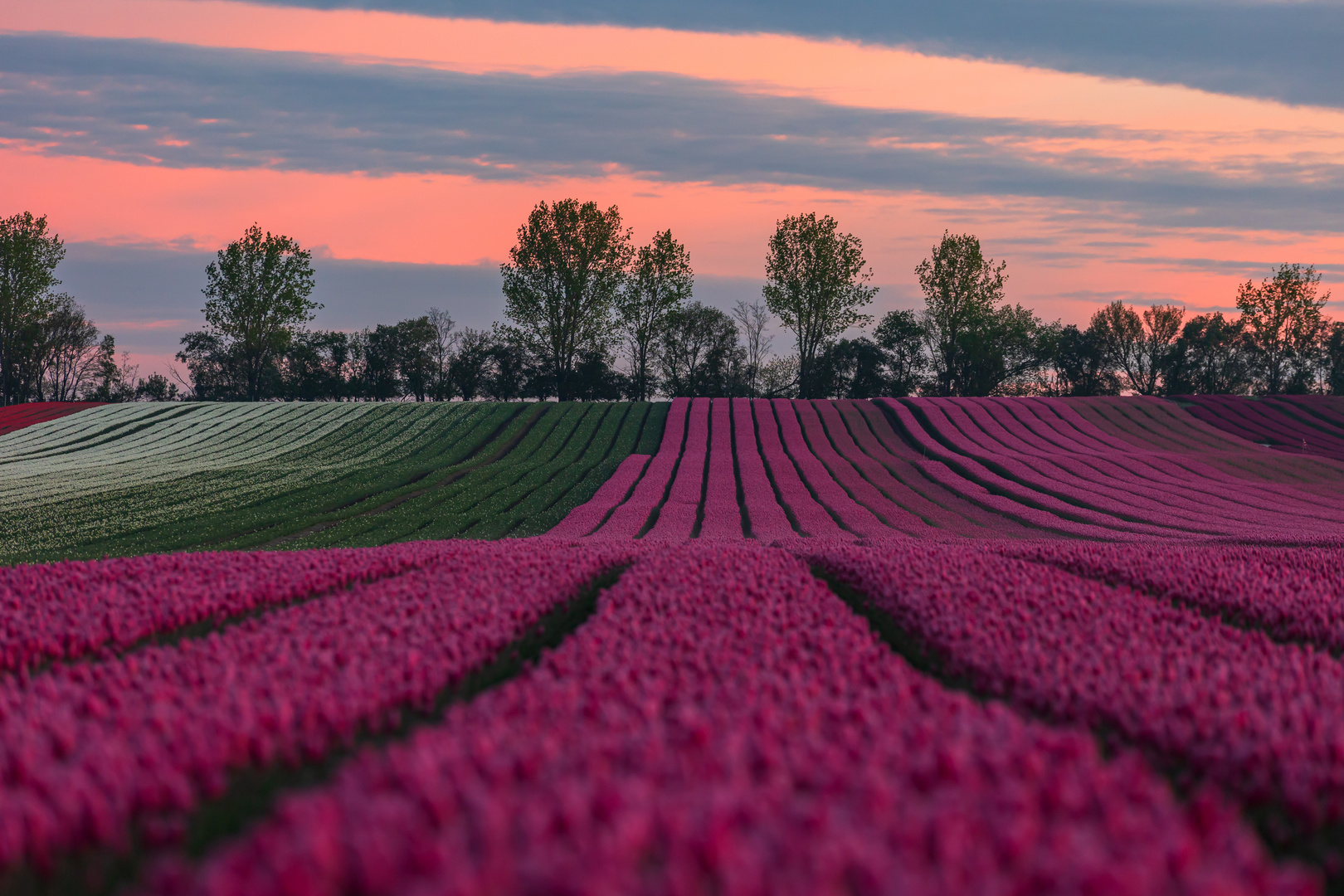 Tulpenfeld im Morgenlicht