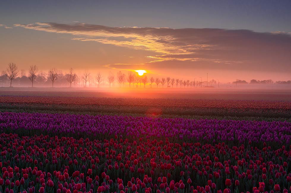 Tulpenfeld im Nebel