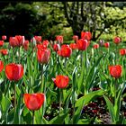 Tulpenfeld im Palmengarten in Frankfurt....