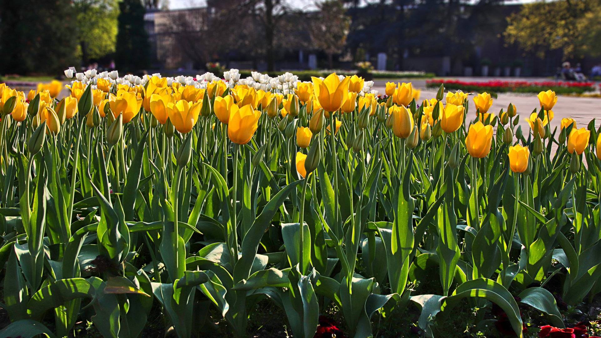 Tulpenfeld im Park...