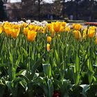 Tulpenfeld im Park...