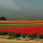 Tulpenfeld im Rhein-Kreis Neuss