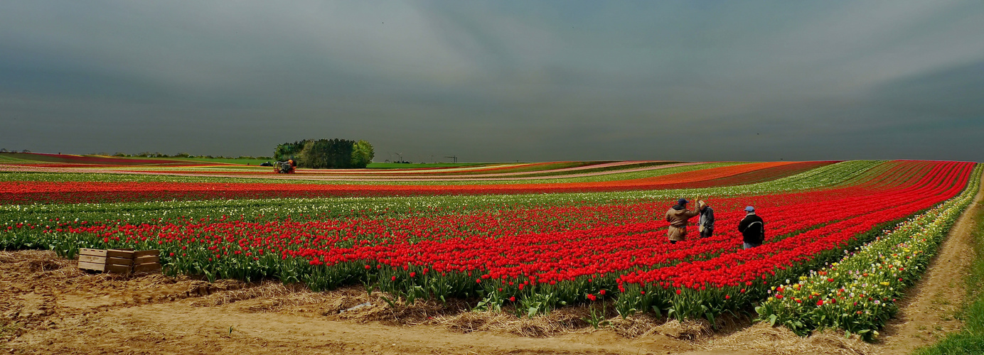 Tulpenfeld im Rhein-Kreis Neuss