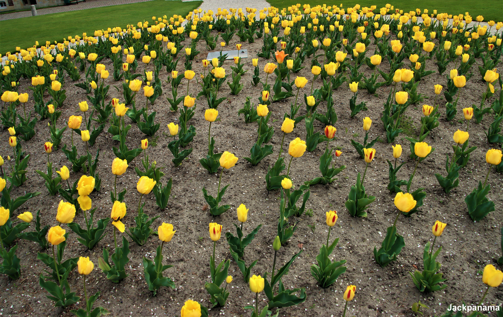 Tulpenfeld im Schlosspark Nordkirchen