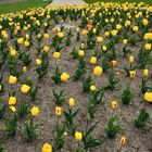 Tulpenfeld im Schlosspark Nordkirchen