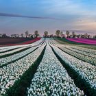 Tulpenfeld im Sonnenlicht