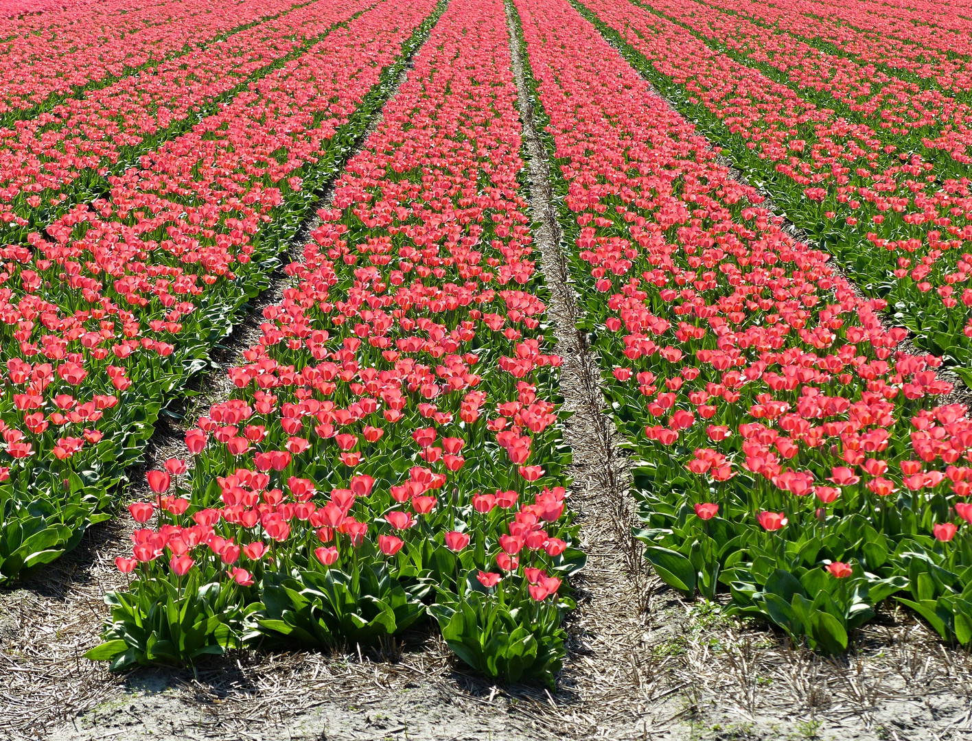 Tulpenfeld in den Niederlanden