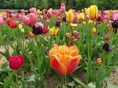 Tulpenfeld in der Blütenstadt Leichlingen ...