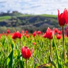 Tulpenfeld in der Toskana 