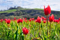 Tulpenfeld in der Toskana 