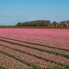 Tulpenfeld in Flevoland