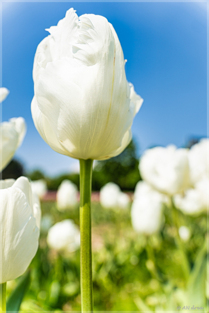 Tulpenfeld in Grevenborich