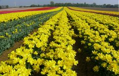 Tulpenfeld in Grevenbroich-Busch