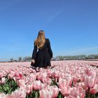 Tulpenfeld in Holland