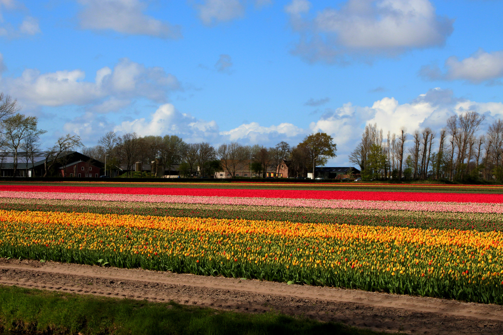 Tulpenfeld in Holland