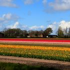 Tulpenfeld in Holland