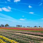 Tulpenfeld in Holland