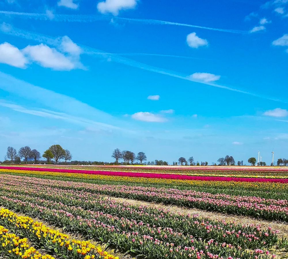 Tulpenfeld in Holland