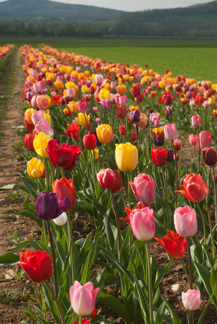 Tulpenfeld in Oberfranken