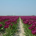 Tulpenfeld in Ostfriesland