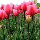 Tulpenfeld in Südholland