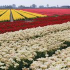 Tulpenfeld in Südholland