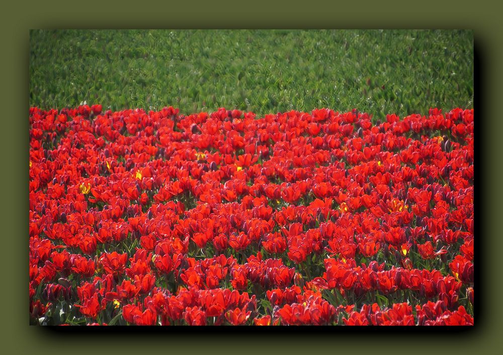 Tulpenfeld mit roten Tulpen