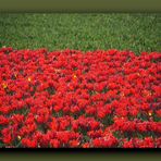 Tulpenfeld mit roten Tulpen